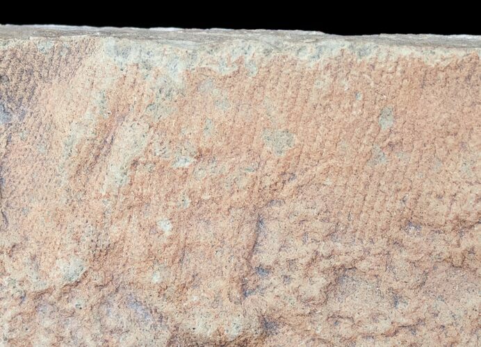 Rare Fossil Reptile Skin Impression - Green River Formation #12266